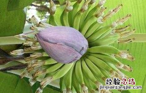 香蕉抽蕾期管理要点 粉蕉抽蕾后管理