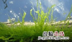 鱼缸里面怎么养绿藻 怎样养出鱼缸里的绿水藻