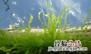 鱼缸里面怎么养绿藻 怎样养出鱼缸里的绿水藻