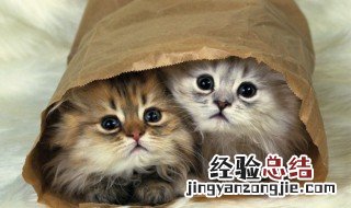 家里有婴儿可以养猫吗会有影响吗 家里有婴儿可以养猫吗