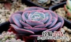 红粉台阁多肉怎么繁殖 红粉台阁多肉好度夏吗