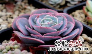 红粉台阁多肉怎么繁殖 红粉台阁多肉好度夏吗
