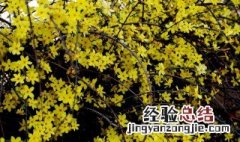 迎春花的花期为多久 迎春花开花时间有多长