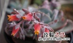 红粉台阁会开花吗 红花天香台阁开花什么样