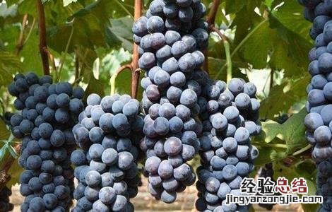 夏黑葡萄的种植技术 夏黑葡萄种植技术大全