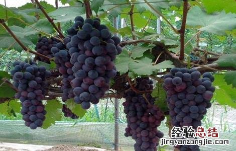 夏黑葡萄的种植技术 夏黑葡萄种植技术大全