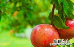 石榴树的施肥技术要点 石榴树的施肥技术
