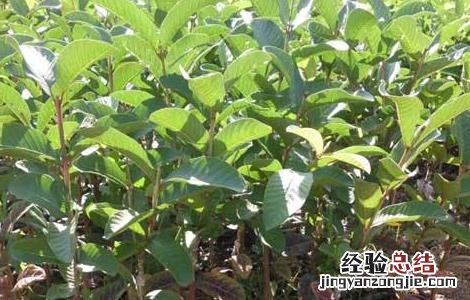 番石榴的育苗技术 番石榴幼苗种植技术