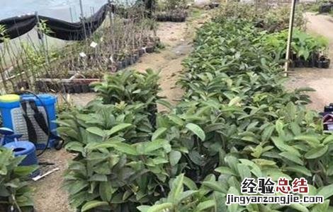 番石榴的育苗技术 番石榴幼苗种植技术