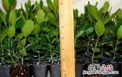 番石榴的育苗技术 番石榴幼苗种植技术
