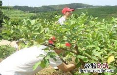 番石榴种植技术及病虫害防治 番石榴种植管理技术