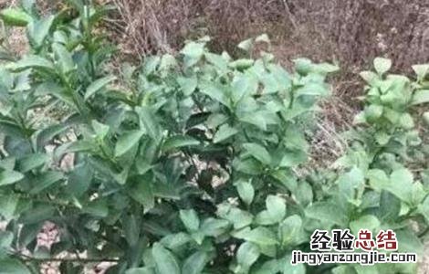 柑桔的春季管理 柑橘春季管理要点