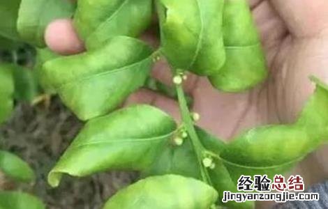 柑桔的春季管理 柑橘春季管理要点