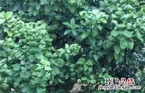 柑桔的春季管理 柑橘春季管理要点