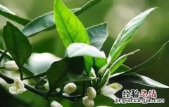 柑桔的春季管理 柑橘春季管理要点
