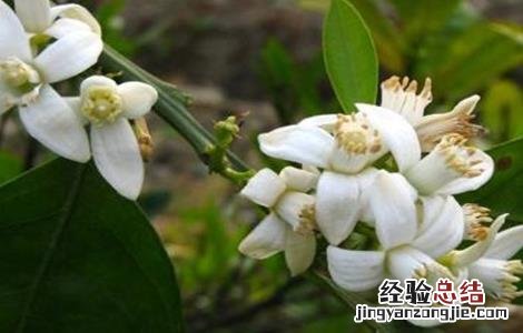 柑桔的春季管理 柑橘春季管理要点