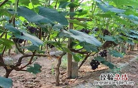 葡萄如何搭架 葡萄如何搭架子图片
