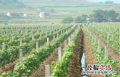 葡萄如何搭架 葡萄如何搭架子图片