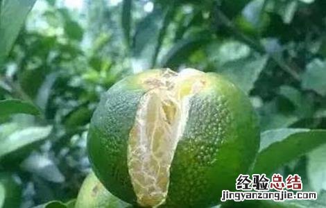 柑橘裂果原因及防治技术 柑橘裂果原因及防治技术视频