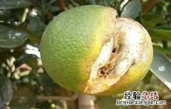 柑橘怎样补钙 柑橘缺钙怎么办