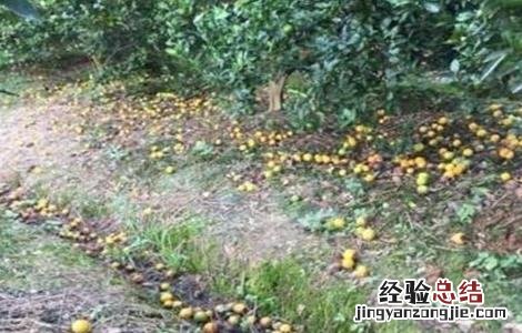 柑桔第二次生理落果 柑橘第二次生理落果怎么办