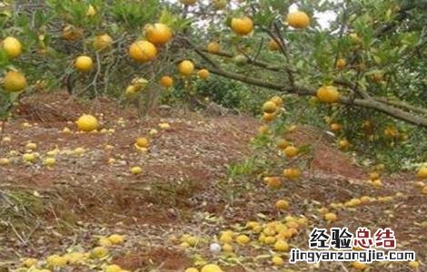 柑桔第二次生理落果 柑橘第二次生理落果怎么办