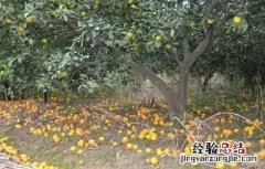 柑桔第二次生理落果 柑橘第二次生理落果怎么办