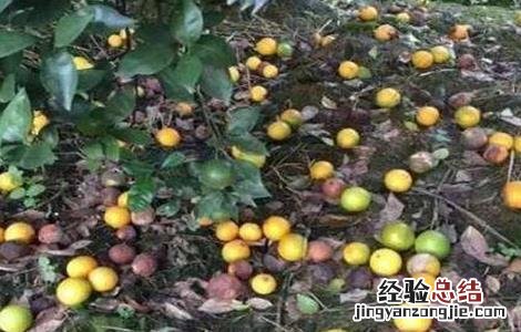 柑桔第二次生理落果 柑橘第二次生理落果怎么办