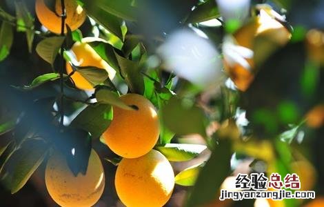 褚橙的田间管理要点