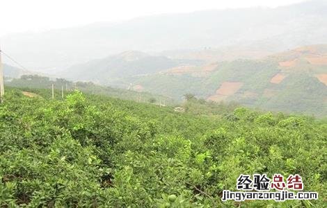 褚橙的田间管理要点