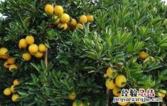 褚橙的田间管理要点
