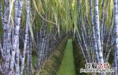甘蔗怎么会裂开 甘蔗开裂的原因