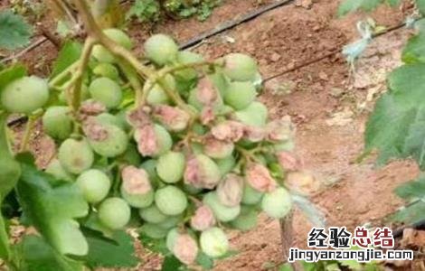 葡萄日灼病图片 葡萄日灼病的防治措施