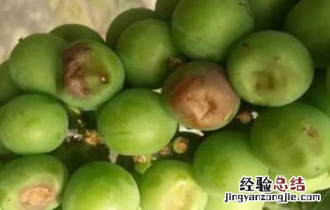 葡萄日灼病图片 葡萄日灼病的防治措施