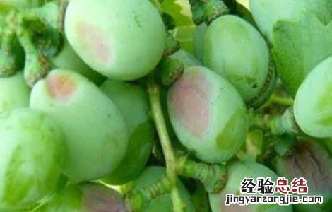 葡萄日灼病图片 葡萄日灼病的防治措施