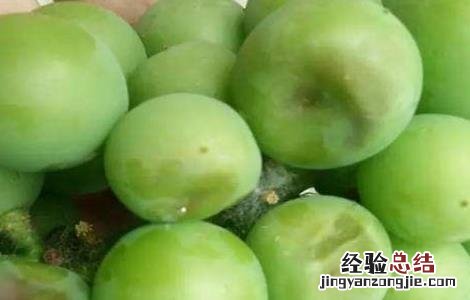 葡萄日灼病图片 葡萄日灼病的防治措施
