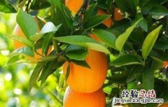 褚橙的种植技术 褚橙的种植技术视频