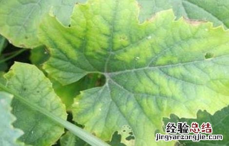 甜瓜黄叶的原因是什么 甜瓜黄叶怎么是什么原因