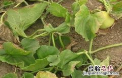 甜瓜黄叶的原因是什么 甜瓜黄叶怎么是什么原因