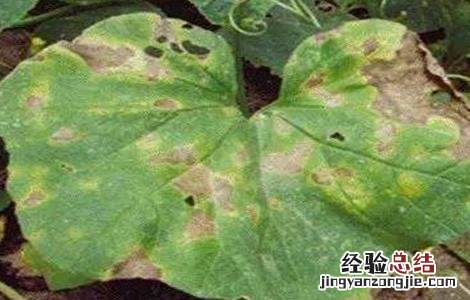 甜瓜黄叶的原因是什么 甜瓜黄叶怎么是什么原因