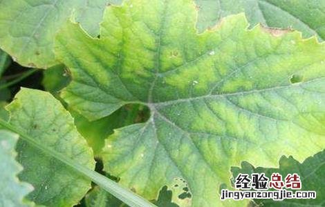 甜瓜黄叶的原因是什么 甜瓜黄叶怎么是什么原因