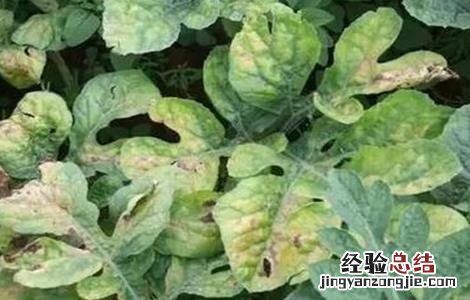 甜瓜黄叶的原因是什么 甜瓜黄叶怎么是什么原因