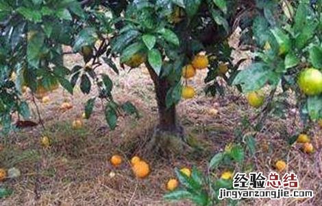 柑橘返青是什么原因造成的 沙糖桔返青是什么原因