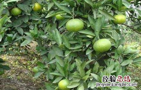 柑橘返青是什么原因造成的 沙糖桔返青是什么原因