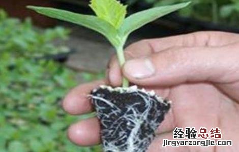 甜瓜苗期管理要点 甜瓜苗期管理要点图片