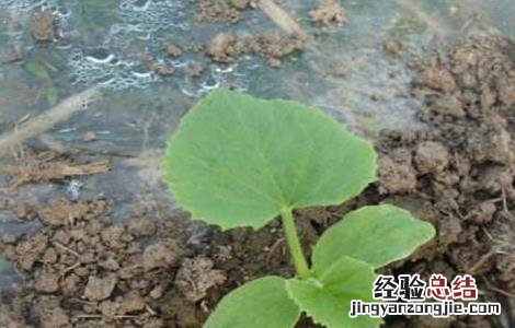 甜瓜苗期管理要点 甜瓜苗期管理要点图片