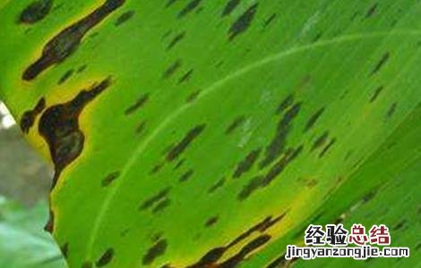 香蕉叶斑病防治方法 香蕉叶斑病的防治技术