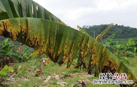 香蕉叶斑病防治方法 香蕉叶斑病的防治技术