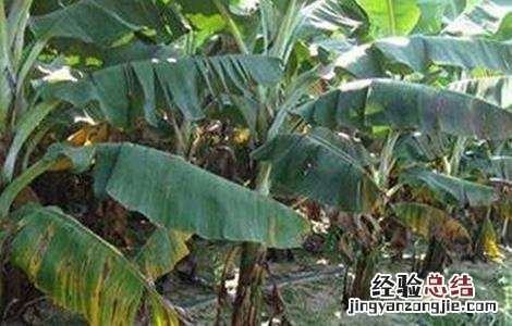 香蕉叶斑病防治方法 香蕉叶斑病的防治技术