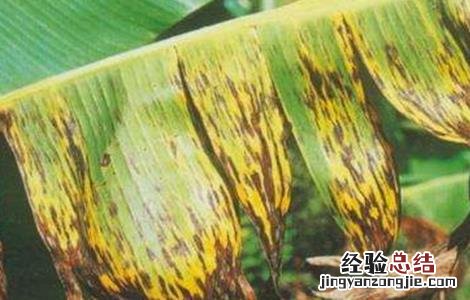 香蕉叶斑病防治方法 香蕉叶斑病的防治技术